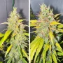 Cannabis seeds Auto Candy Bubatz XL® NEW! from Dutch Passion